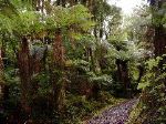 Path Through the Forest