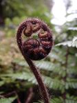 Moist Koru