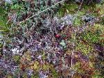 Alpine Tundra