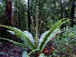 Portrait of a Fern