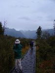 Path through the Marsh